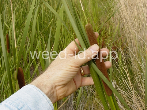 cattail, narrowleaf